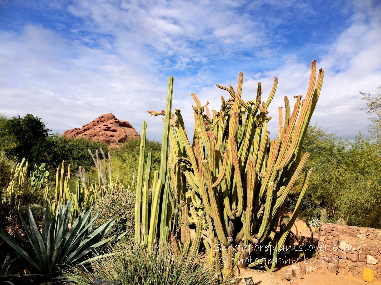 An Entire Wall Of Yellow Flowering Forsythia In Hedge Form