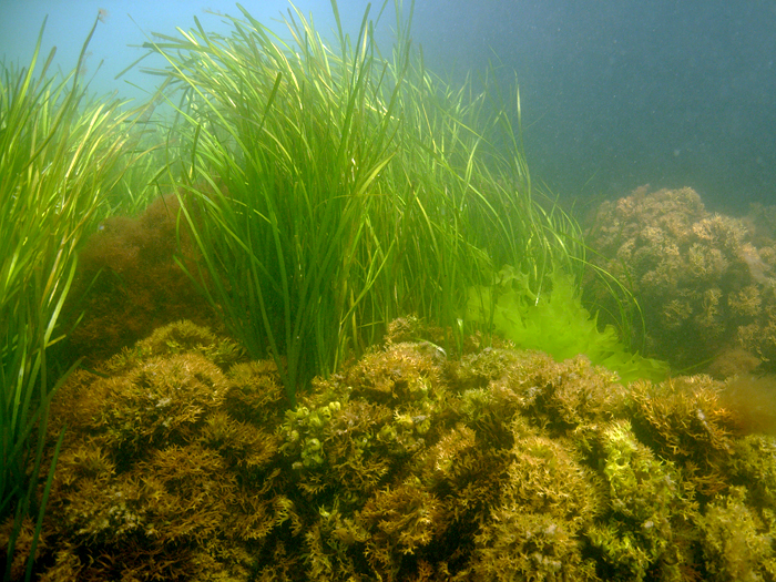 aquarium fishes aquarium plant vallisneria