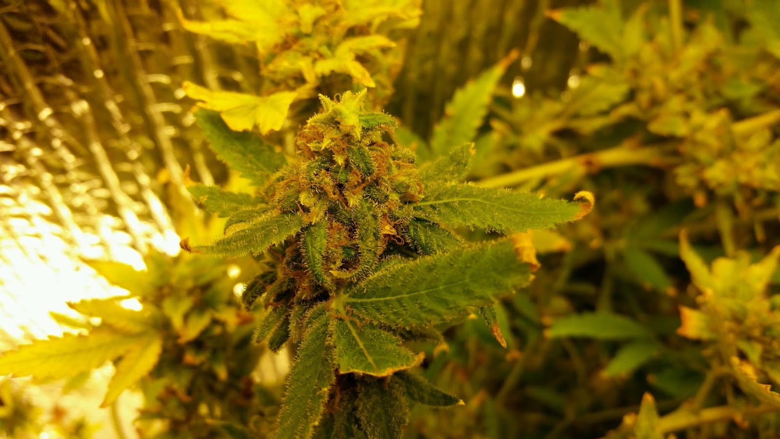 New 4 Foot Grow Cabinets For Sale 2015