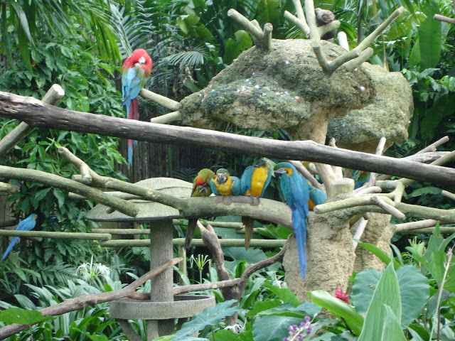 Bali Bird Park for things to do in Bali2