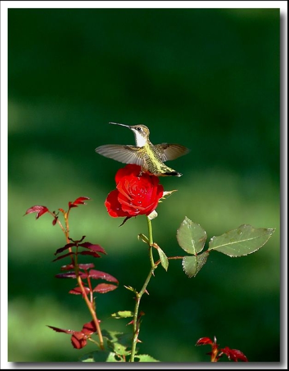 rosas no jardim de deus:CoNSTRuiR: O Beija- Flor rosas no jardim de deus:CoNSTRuiR: O Beija- Flor