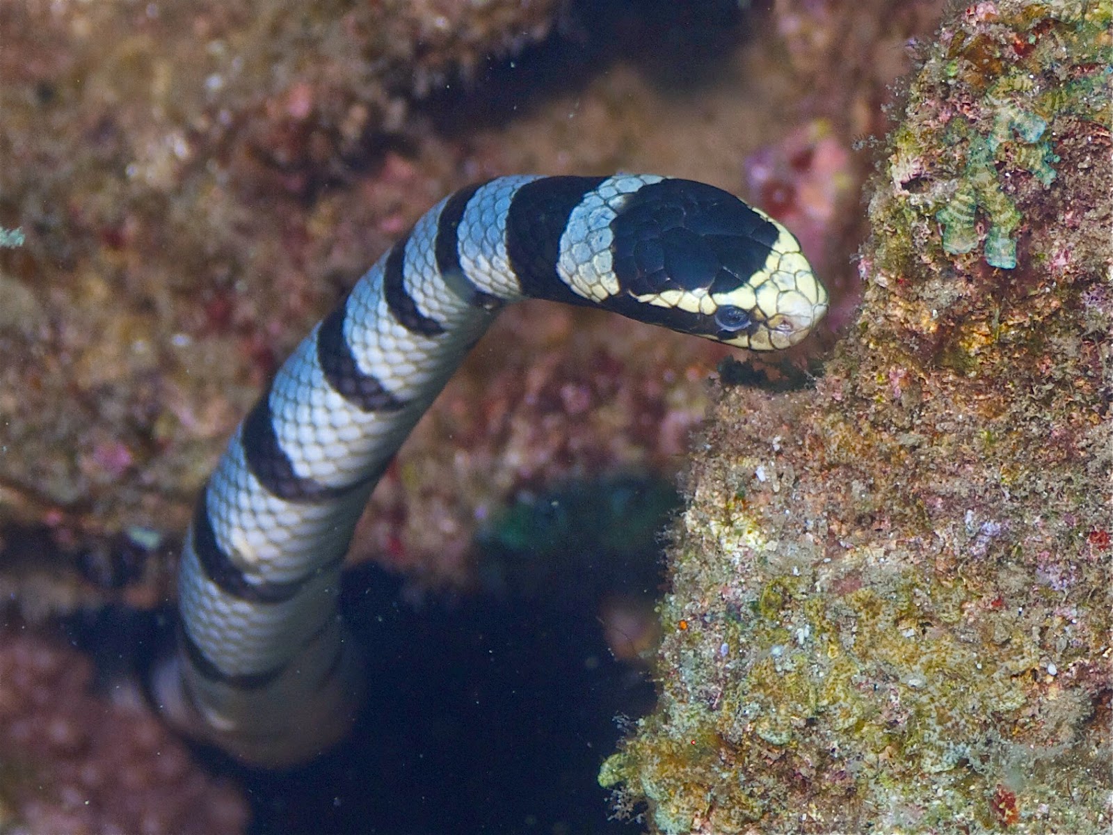tourist destinations vacation: Sea Snake Island - Bima West Nusa