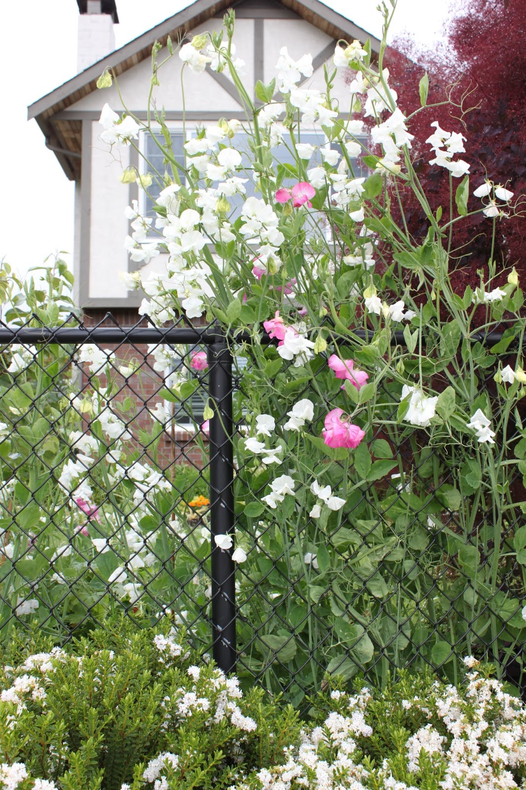 dirt digging sisters a jungle of sweet peas