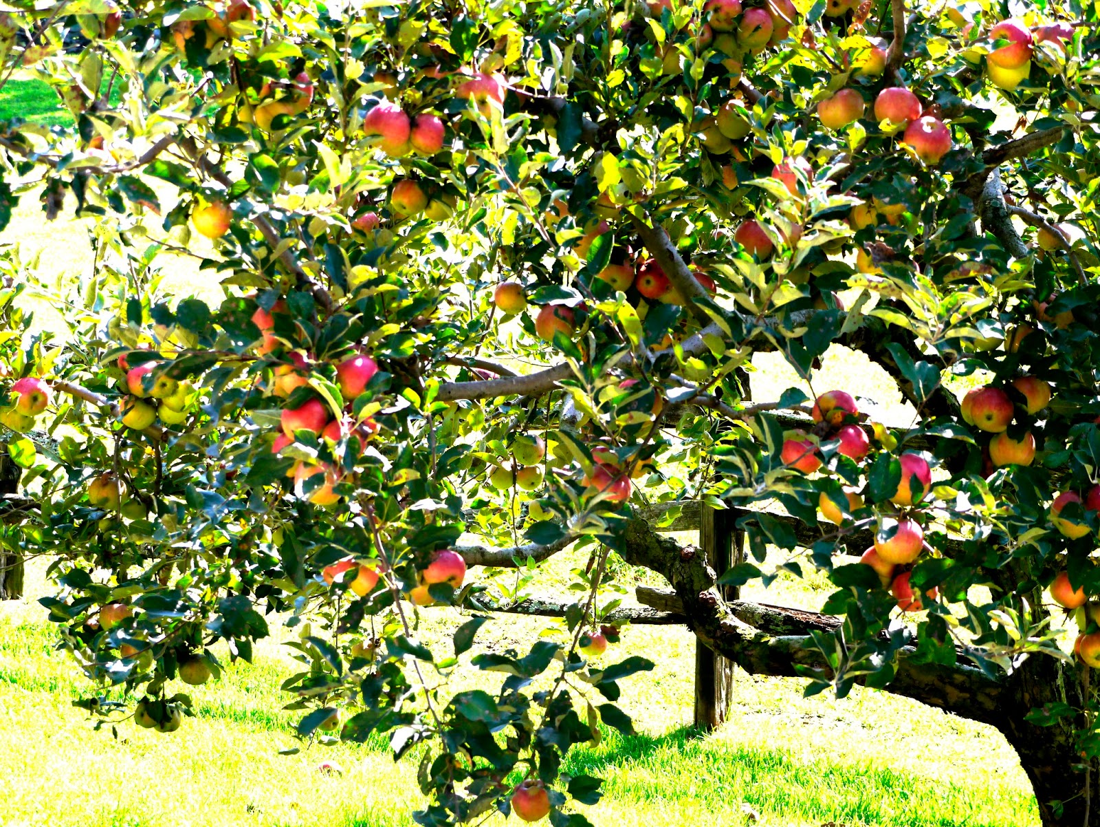 Less Noise, More Green Road Trip to Baldwin Brook Farm