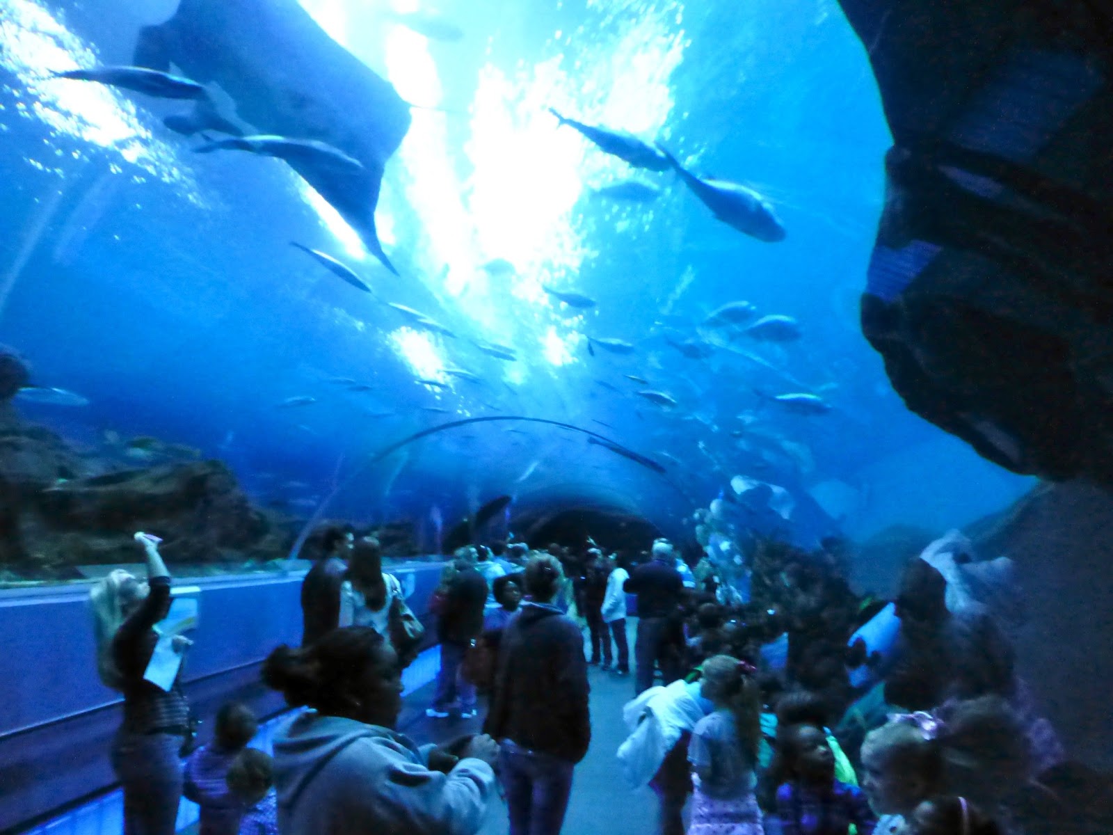 Once Upon a Garden Blog Christmas Vacation at the Aquarium