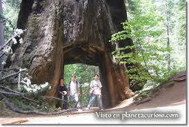 California EEUU. El árbol más grande del mundo