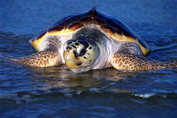 Las 10 principales especies en peligro de extinción Las 10 principales especies en peligro de extinción
