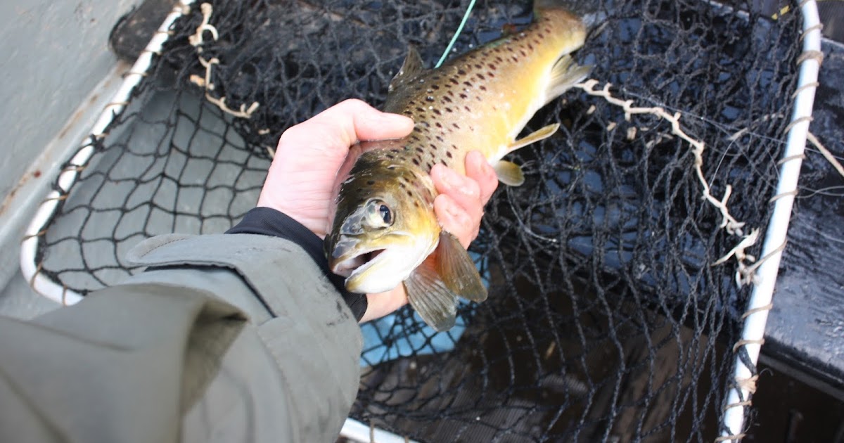 Fishing in Scotland A Nice Wild Brown Trout and a Good wee Rainbow Too
