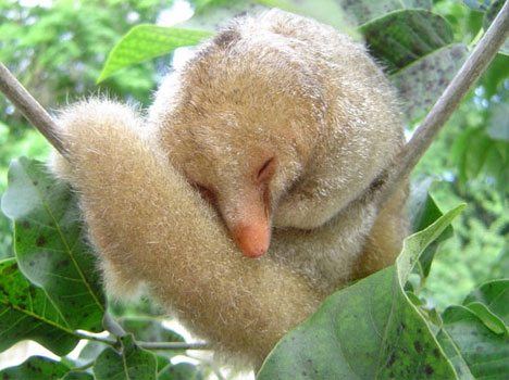 CATS MEOW TIL DEATH!!! - Page 5 Silky+anteater