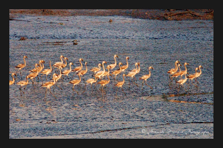 A group of Flamingos in Mumbai - Outdoors