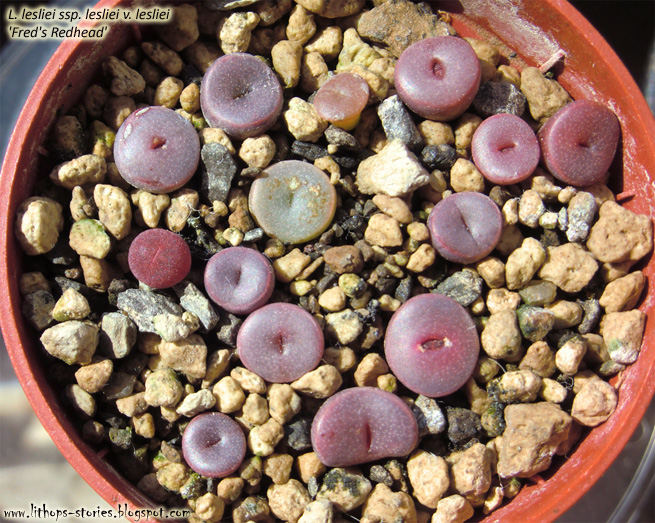 lesliei+ssp.+lesliei+v.+lesliei+%2527Fred%2527s+Redhead%2527_001.jpg lesliei+ssp.+lesliei+v.+lesliei+%2527Fred%2527s+Redhead%2527_001.jpg