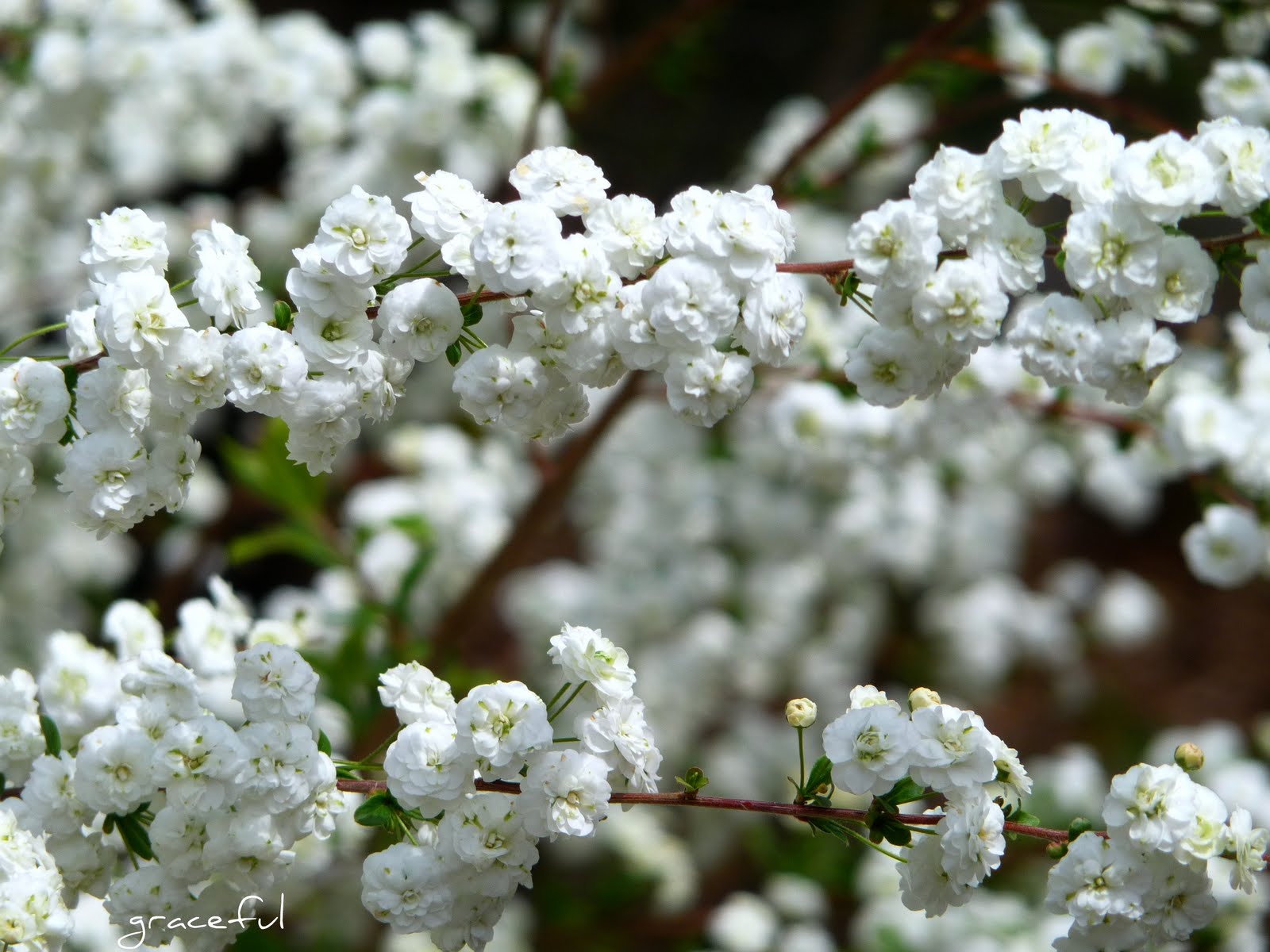 Plant Of The Day Plant Of The Day Is Spiraea Crenata Or