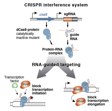 a study of how does gene therapy work Gene therapy is the addition of new genes to a patient's cells how does gene therapy work save but also have many years of study in fields of. a study of how does gene therapy work Gene therapy is the addition of new genes to a patient's cells how does gene therapy work save but also have many years of study in fields of.