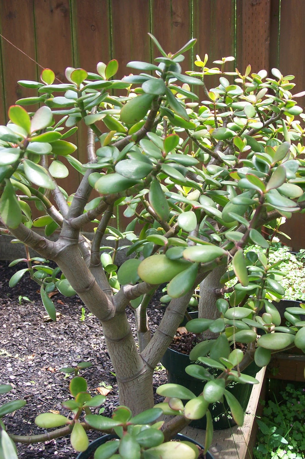Oregon Cactus Blog Jade Plant