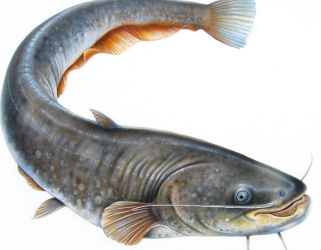 biocatfish