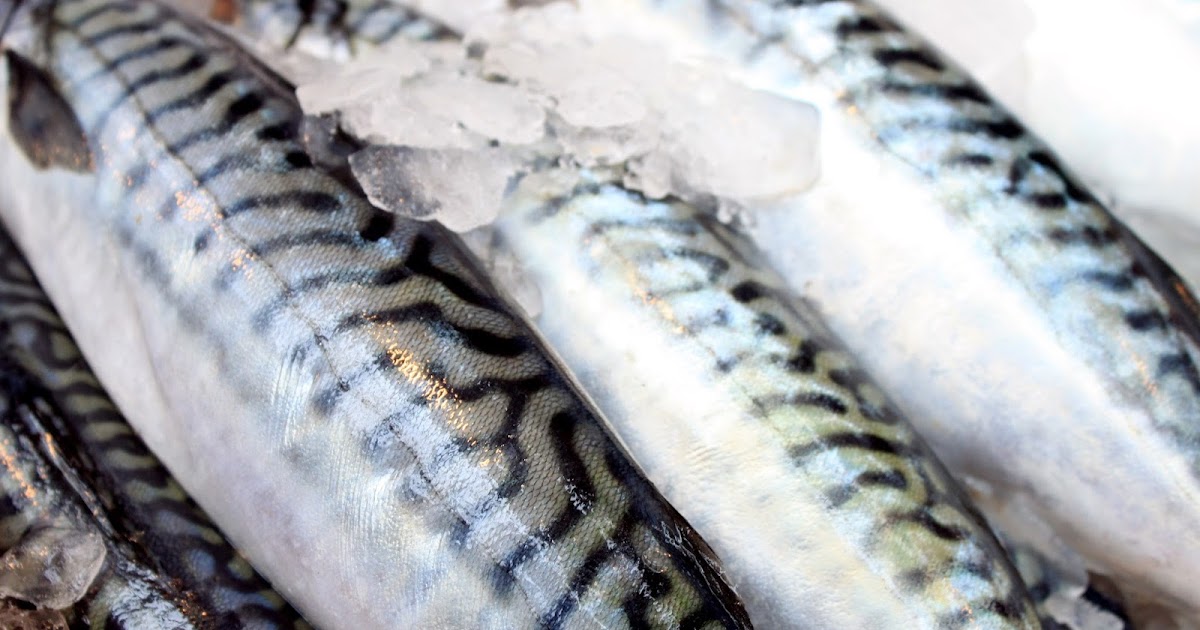 kitchen mackerel season and the oily fish right thing to do
