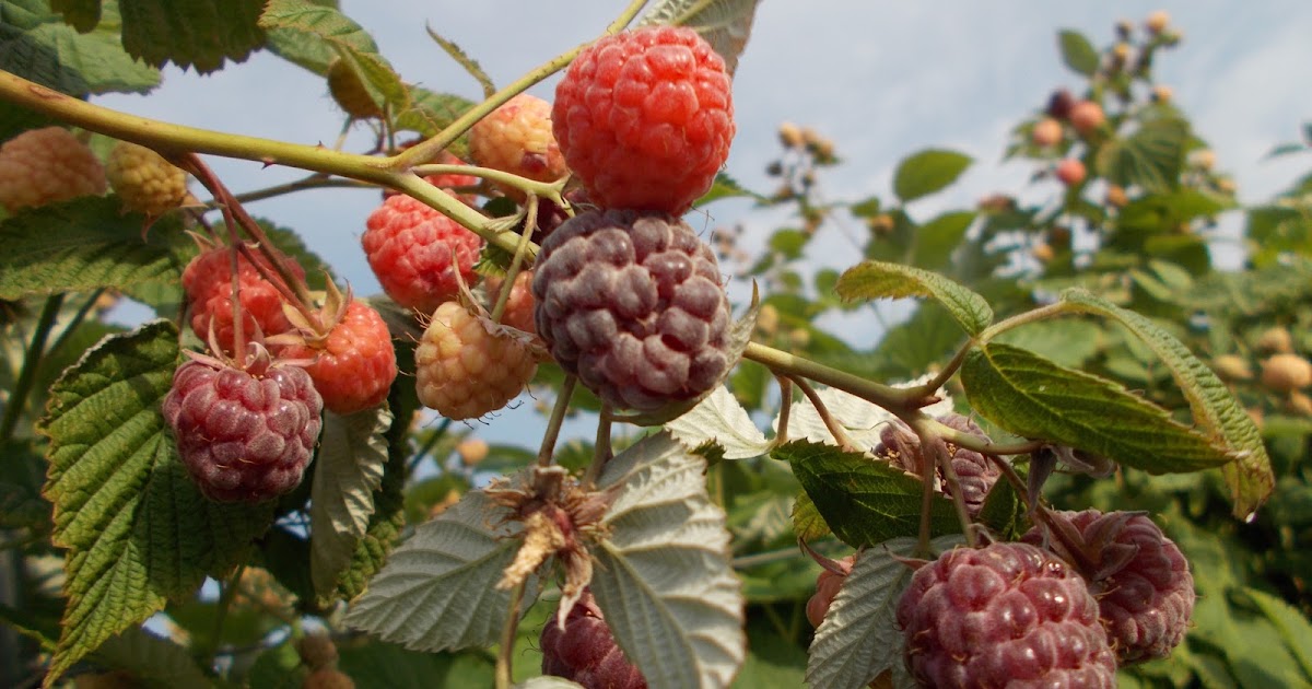 Brenda's Berries & Orchards Four Kinds of Raspberries Ripe