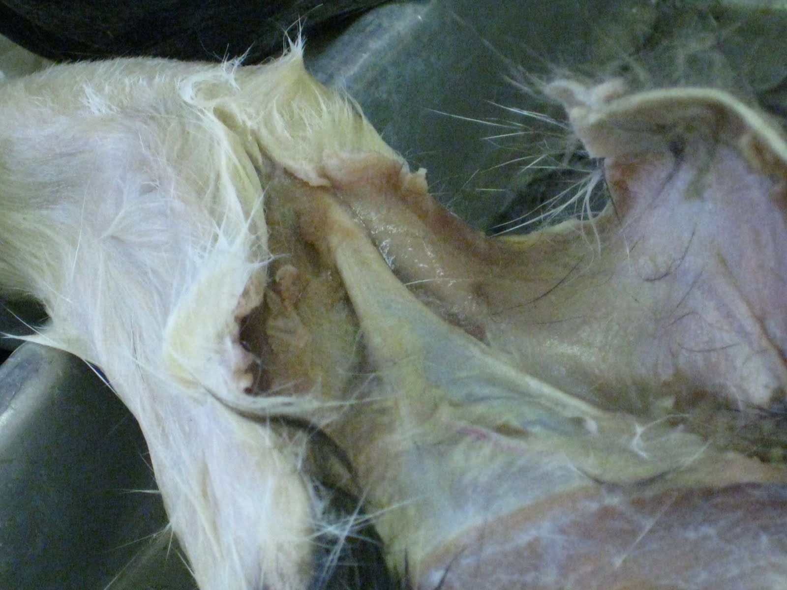 Kitty Cadaver: Cat Muscles - calcaneal tendon ("Achilles tendon")