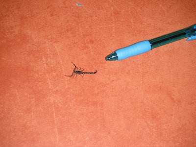 scorpion Guatemala