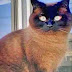 Paw Project-Utah and PoC Helping a Declawed Cat