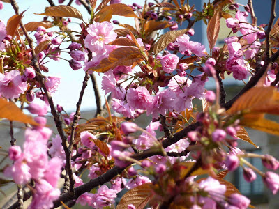 Blossom Blossom
