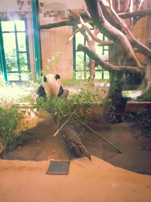 viyana-schonbrunn-sarayi-hayvanat-bahcesi-panda