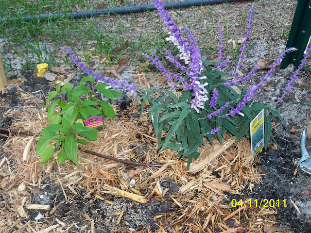 Florida Outdoor Backyard Hydroponic Greenhouse