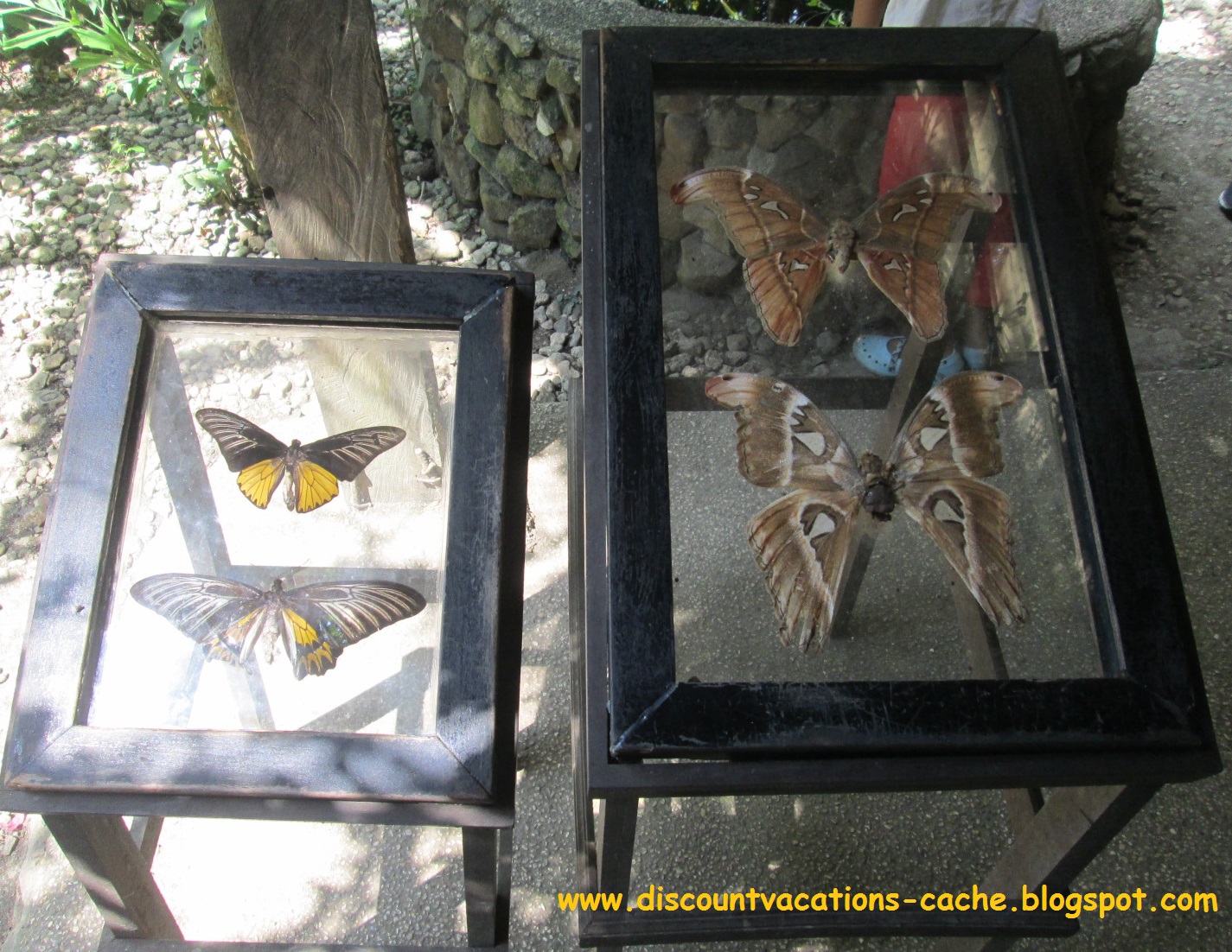 Discount Vacations Bohol Habitat Conservation Center Butterfly Sanctuary