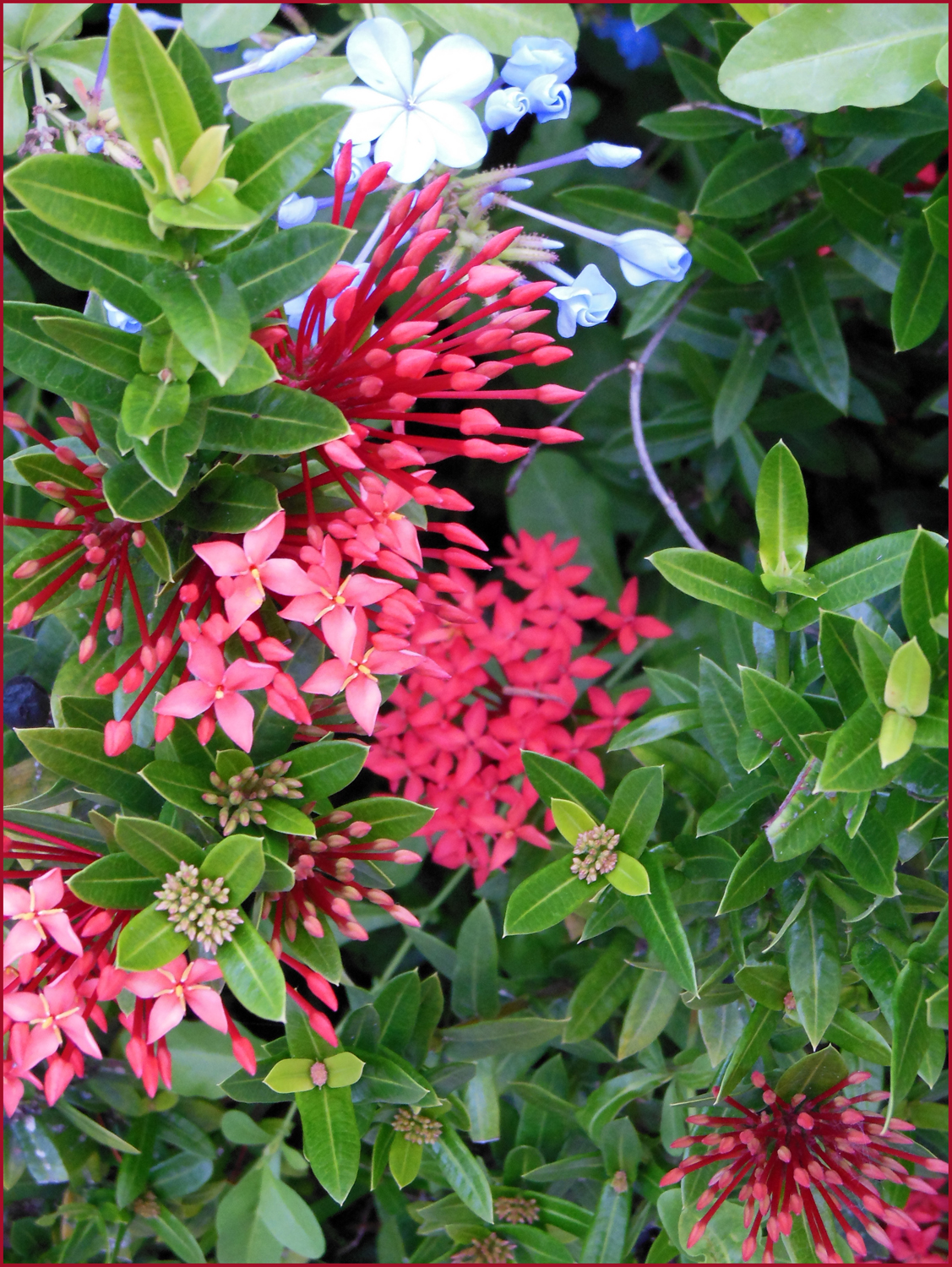 The Tenacious Gardener! Jamaican Flora
