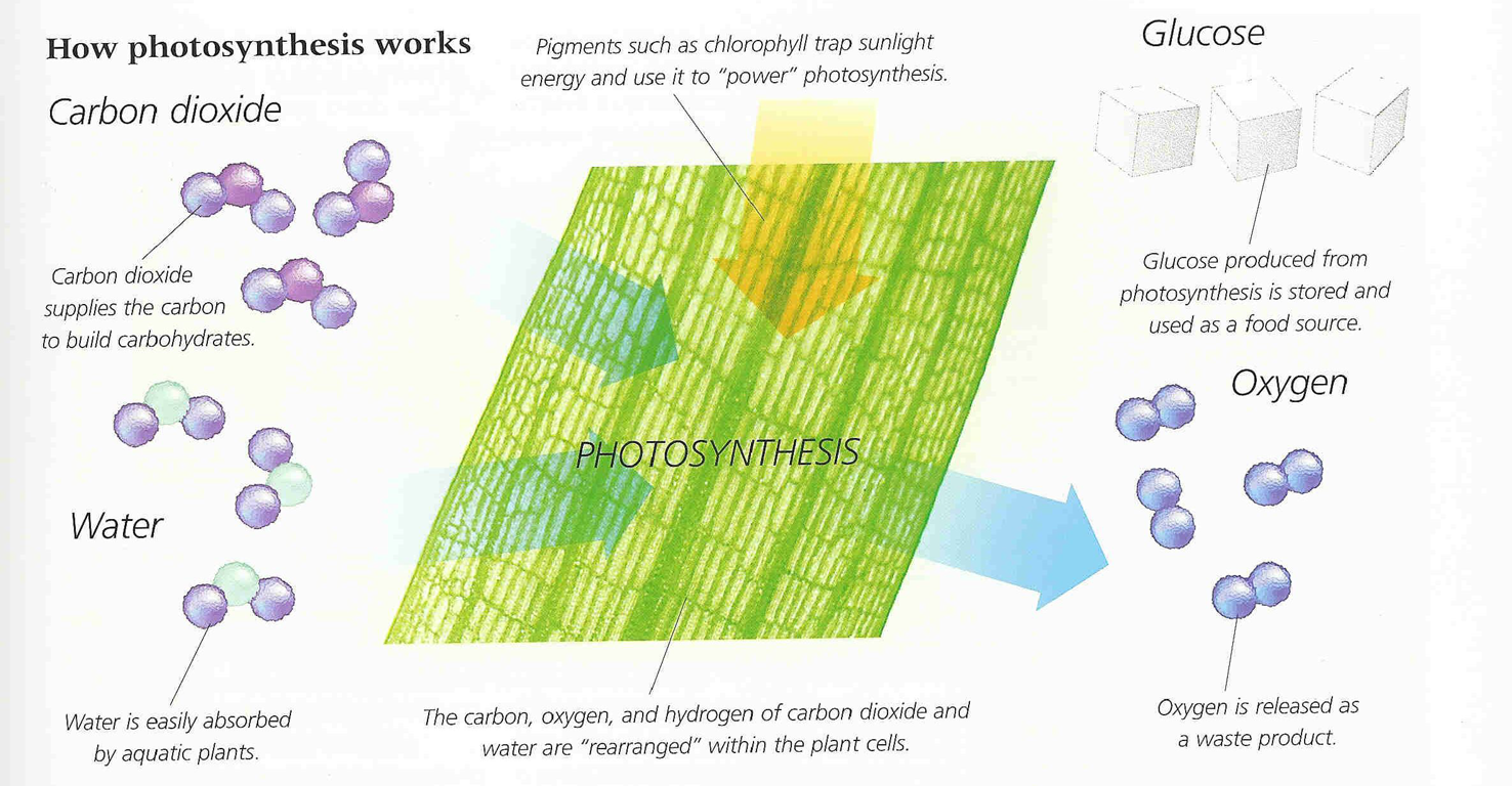 does photosythesis work does photosythesis work