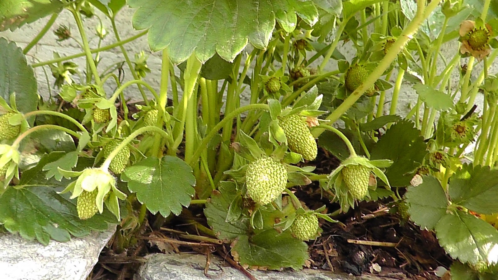 Kerrie's Garden Albion Strawberries