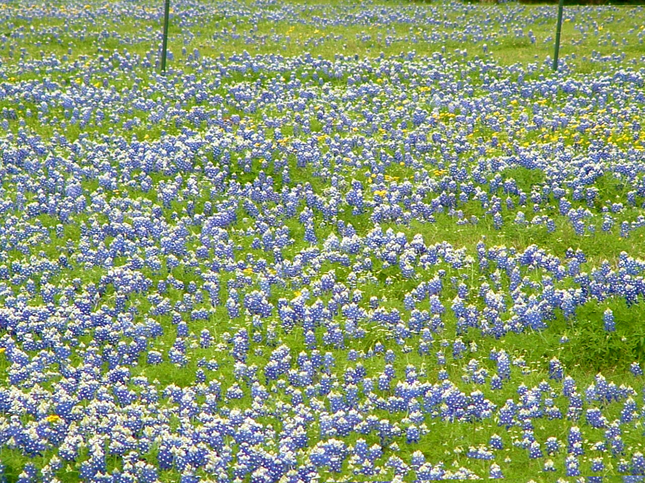 The Brenham House Things to Remember when Photographing Texas