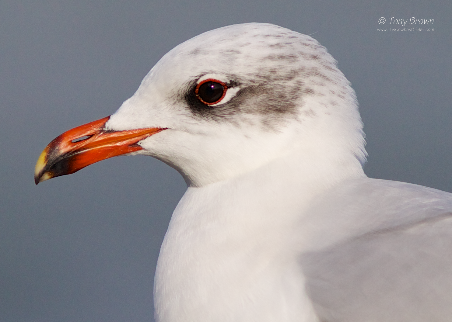 Mediterranean Gull Adult Winter, Southend Pier, Med Gull