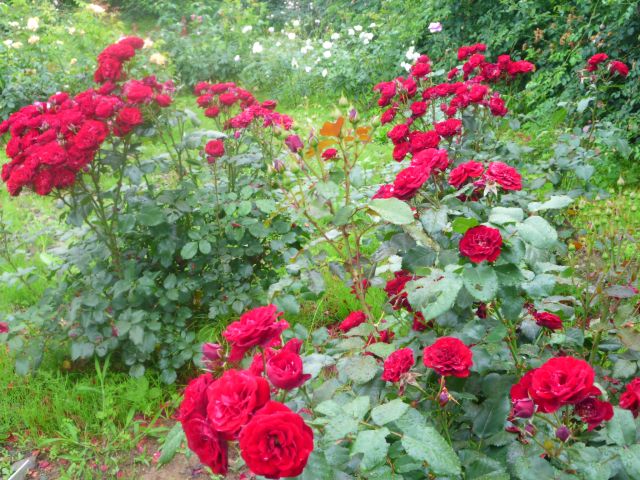 Роза монмартр фото и описание - SadPhoto.ru