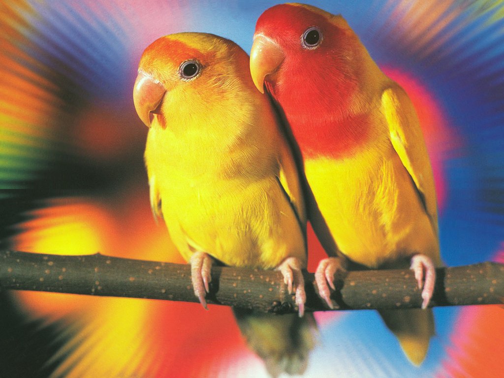 Burung Lovebird Pastel Biru Violet