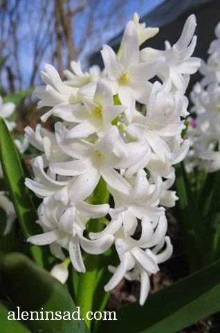 Hyacinthus orientalis, гиацинты, белые, аленин сад, весенние цветы, белые цветы