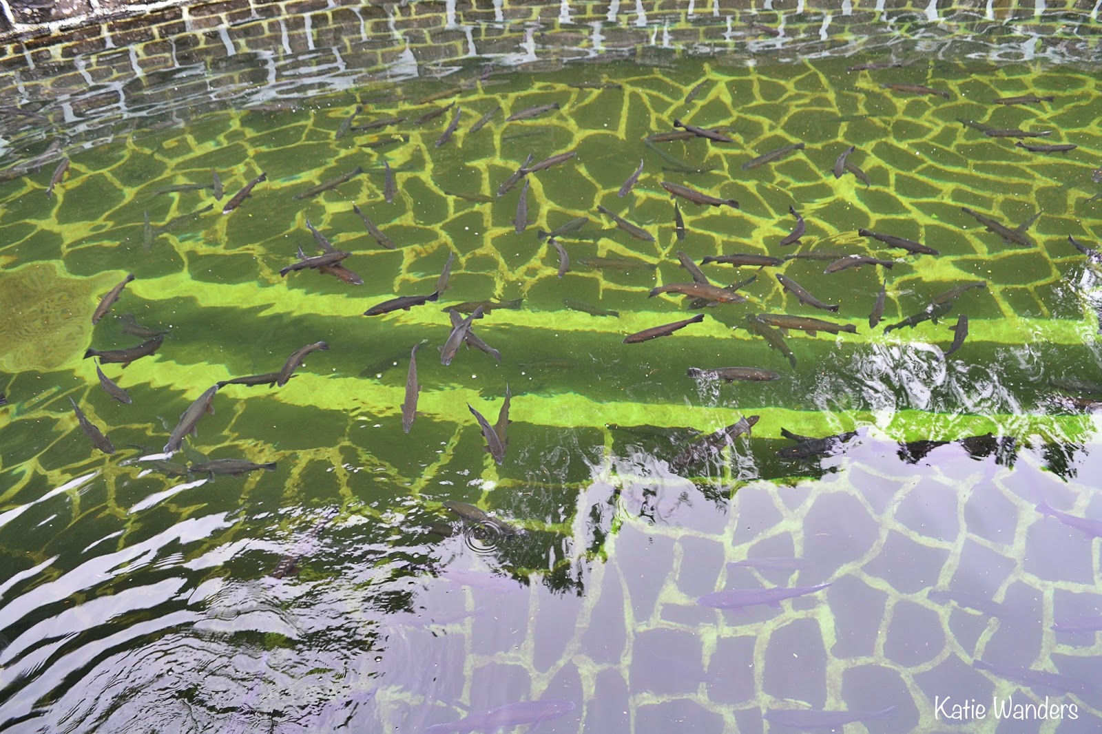 Katie Wanders Ribeiro Frio Trout Farm Madeira Island