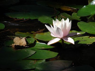Nenúfar: La flor sagrada -Blanca sobre agua