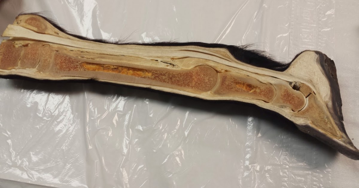 Horse Properties & Horse Keeping in Minnesota: Equine Leg Anatomy: Part One
