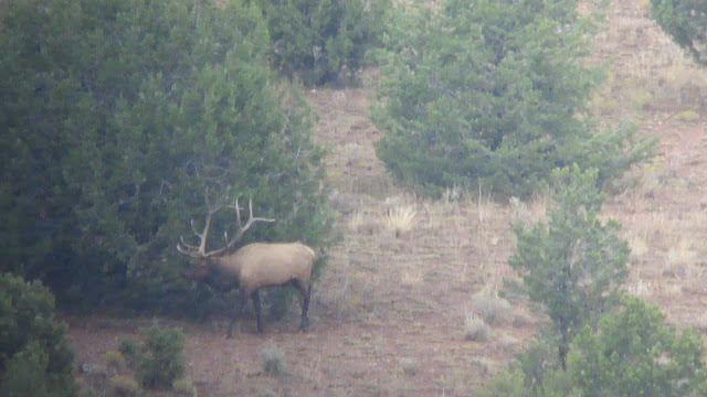 Dan+Troy+Arizona+Archery+Bull+Elk+with+Colburn+and+Scott+Outfitters+Guides+Darr+Colburn+and+Janis+Putelis+Live+Pic+4.bmp