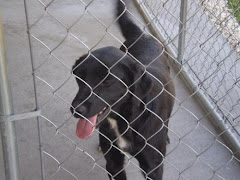 11/10/12 Mason County Animal Shelter Point Pleasant West Virginia