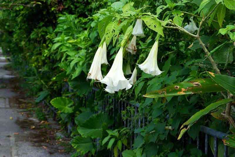 Ryukyu Life White Angel Trumpet Can Be a Real Killer (Flower Photos)