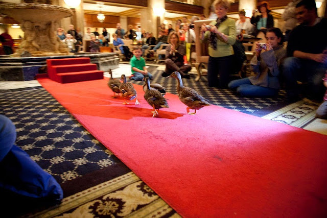 La marcha de los patos mimados del Hotel Peabody en Tennessee, EE.UU.