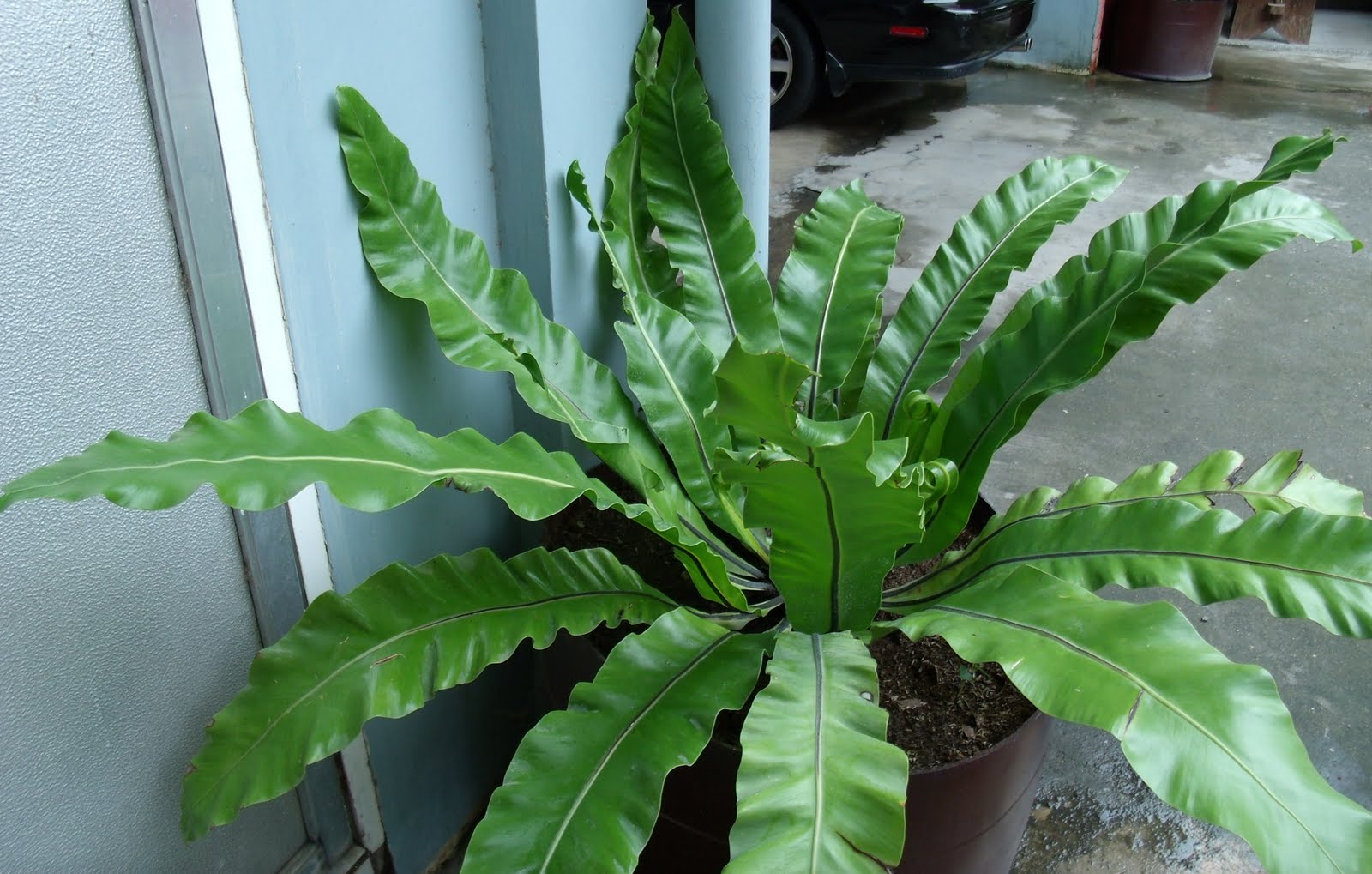 Simple Garden Thoughts Bird�s Nest