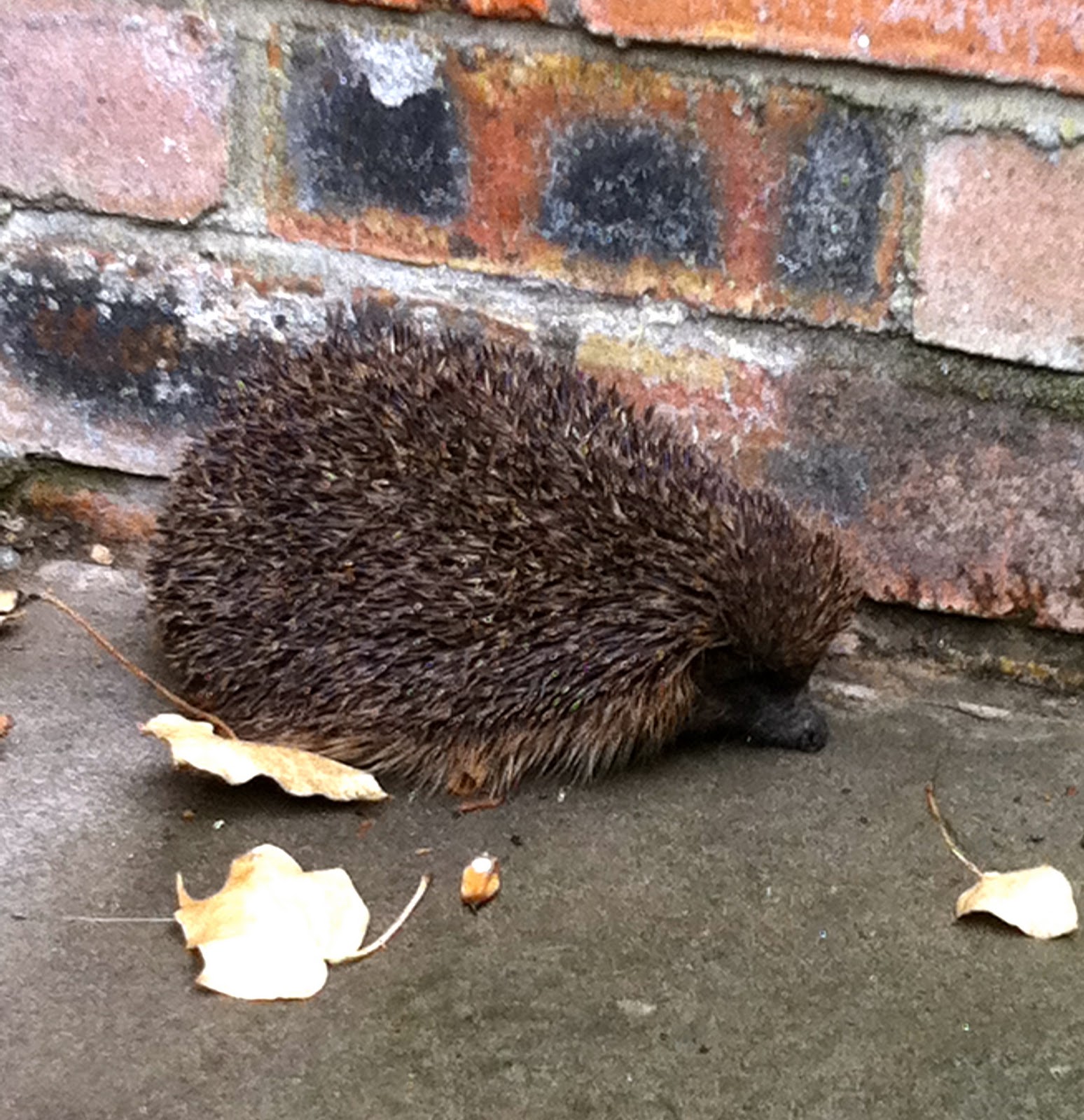 A Spoonful of Sugar Hedgehog