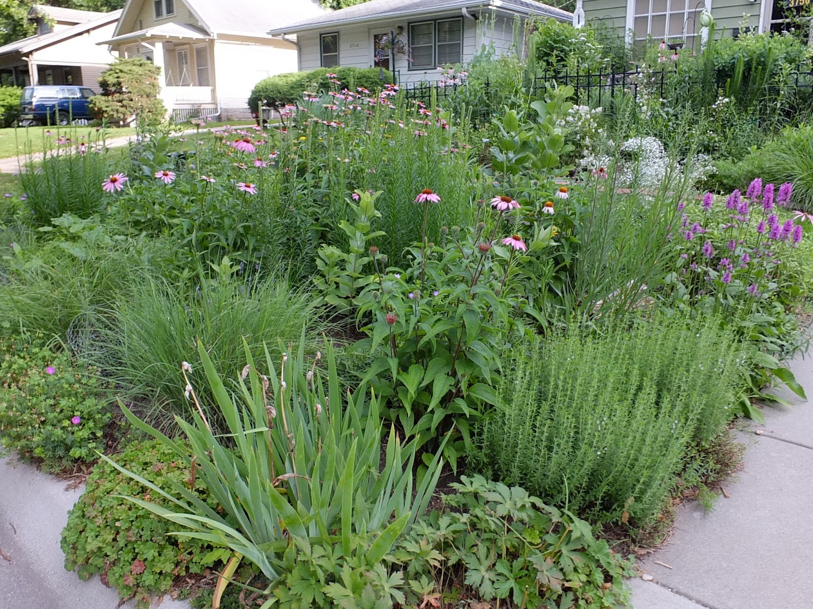 A Corner Garden June�s Wildflower Wednesday
