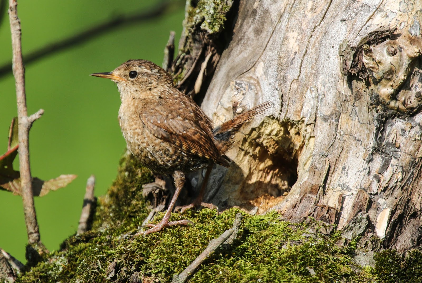 Gale's Photo and Birding Blog: Winter Wrens