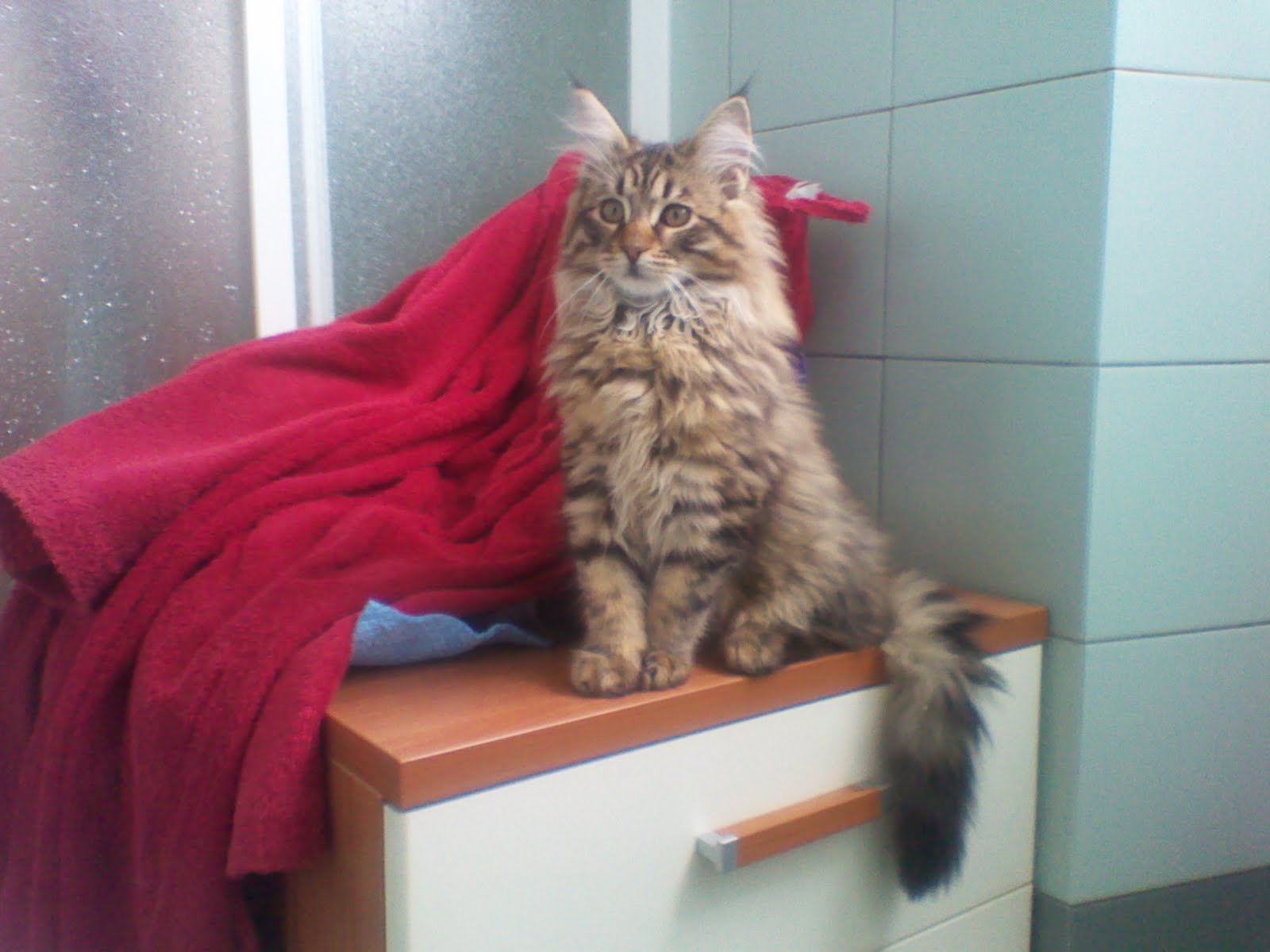 Il Blog Della Sab Percentuali Alimentazione Cucciolo Gatto