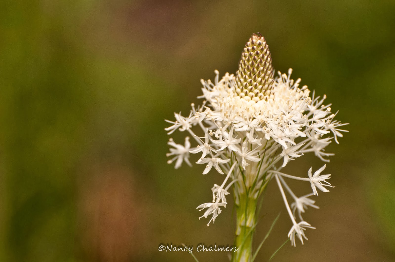 The Travels of Nancy Chalmers LOVE MONTANA I Love Beargrass