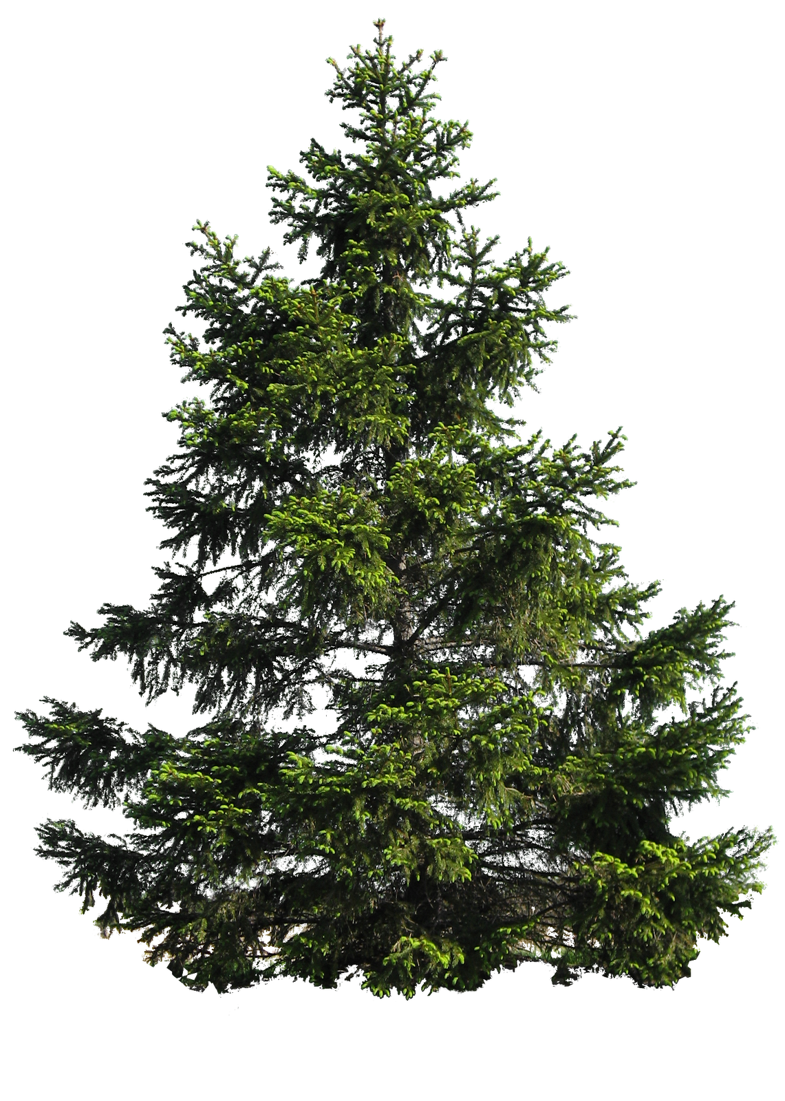 estoFURRULA: TAREA LAURA